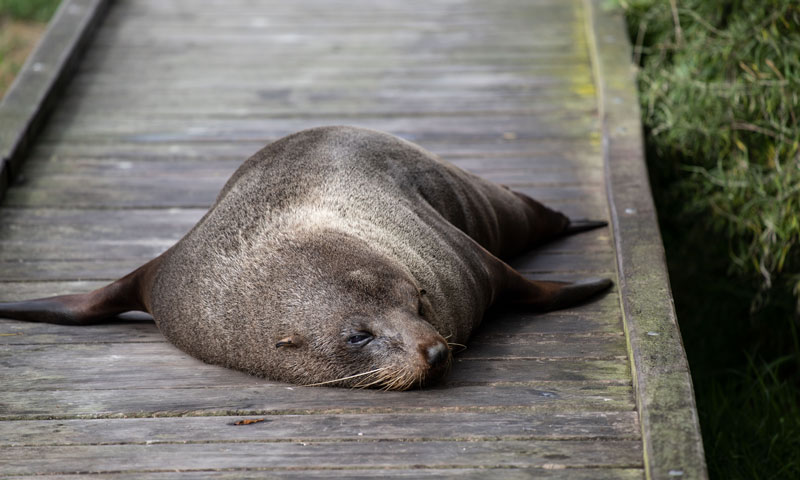 Picture of a seal on point kean walkway kiakoura