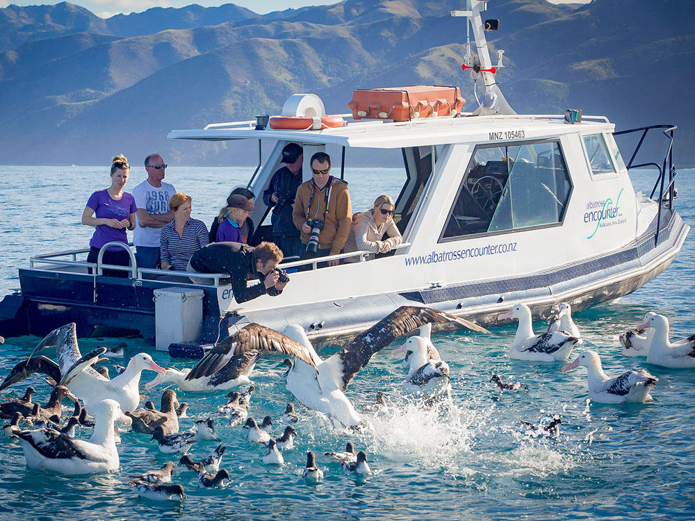 Albatross Encounters Kaikoura