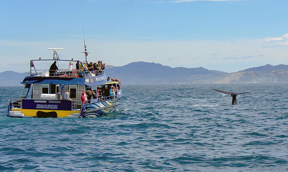 Kaikoura Whale Watch tour watching a sperm whale tail