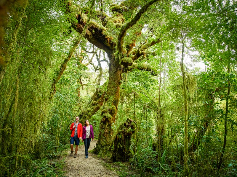 Explore gorgeous forest walks on New Zealand's West Coast