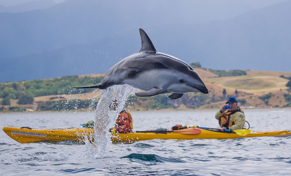 Dolphin jumping,Kaikoura Kayaks