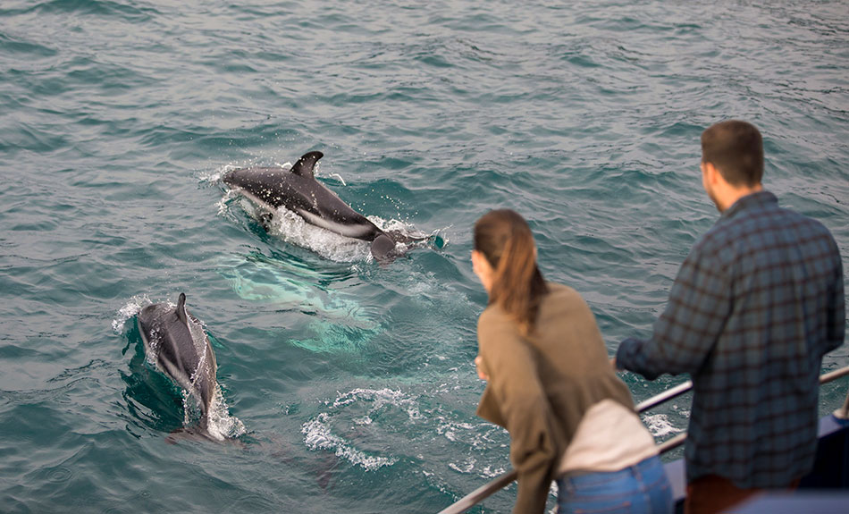 Dolphin watching and swimming Kaikoura