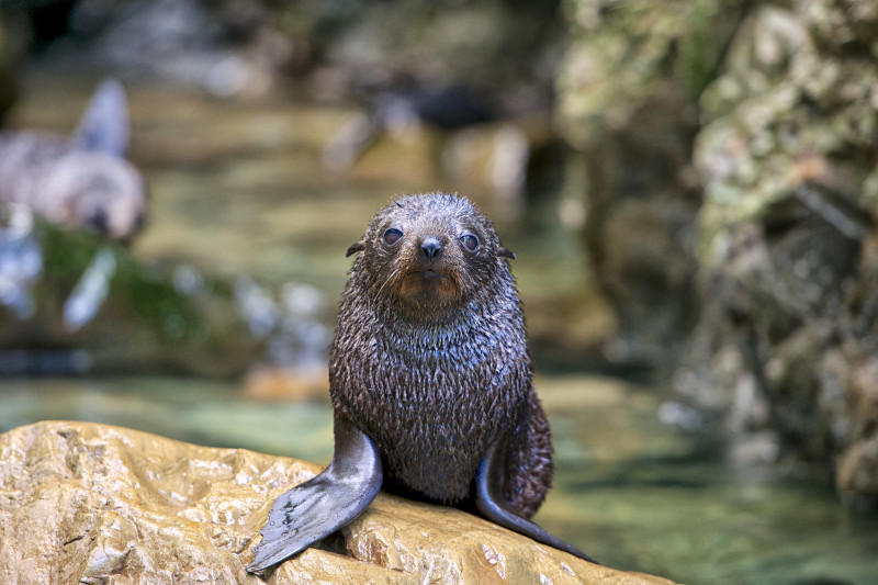 Seals on Kaikoura Peninsula Walkway