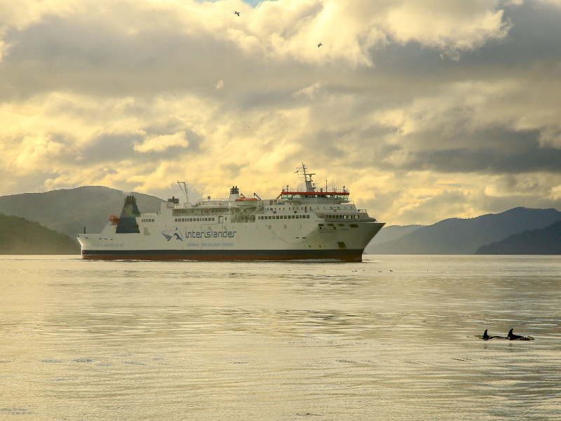 Interislander Aratere Dolphins at dawn 2560x1345