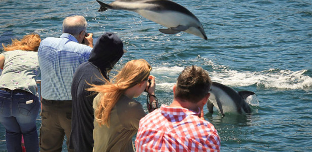 Dolphin watching E ko tour 730x504