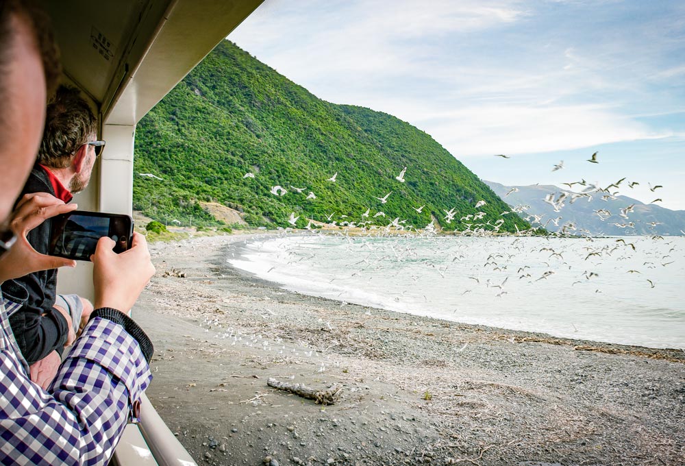 Photographing birds on the Coastal Pacific train