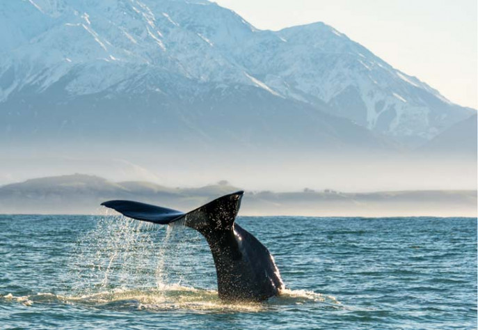 Whales Tale Mountain photo Bare Kiwi 730x504