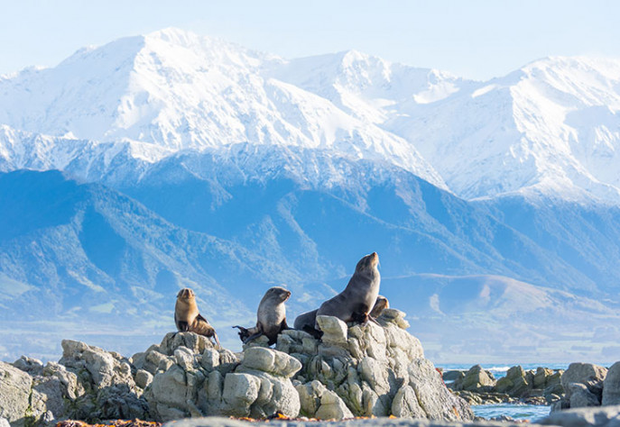 Anzacs things to do in Kaikoura snippet