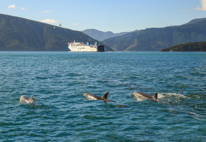 Kaiarahi Three dolphins in foreground SNippet